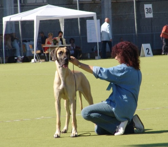 Hundeausstellung
                  Doggen