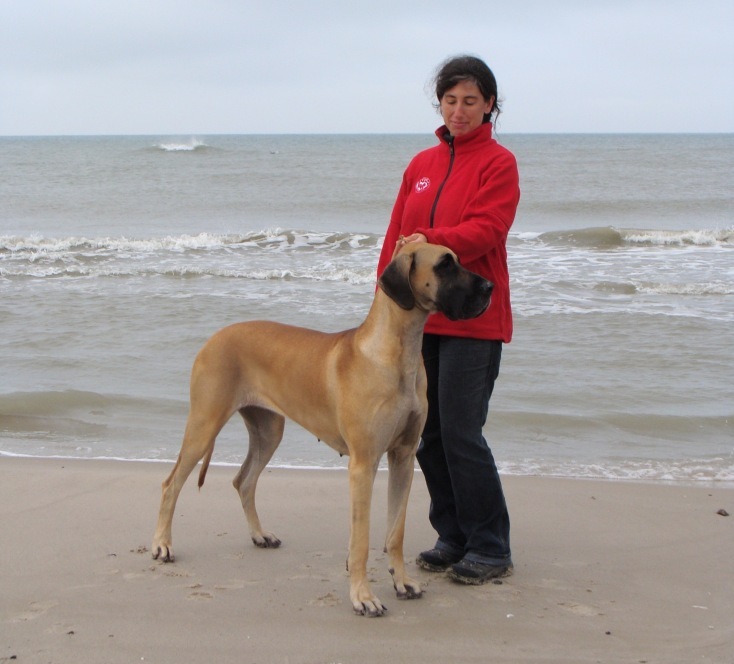 Dogge Nordsee