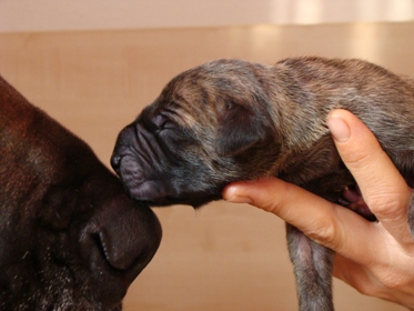 Doggenwelpen gelb gestromt vom Wasaland