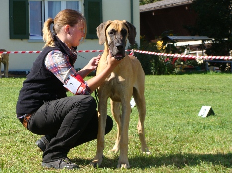 BenEspera vom Wasaland - Love Danes Cute
                  Polarqueen x Samson Margenis, im Besitz von Michael
                  Neugel Perasperaadastra Doggen