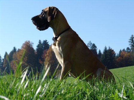 Aufzucht Haltung Deutsche Dogge