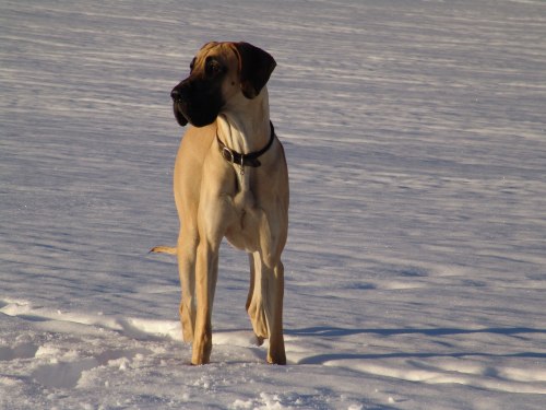 doggen schweden